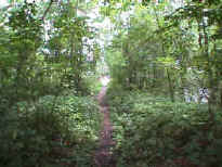 bridge2weeds.jpg (51434 bytes)